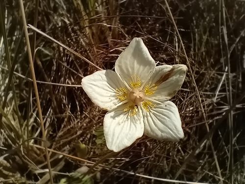 marsh grass-of-Parnassus