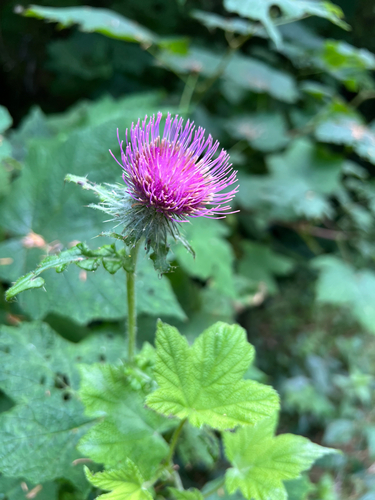 Edible Thistle