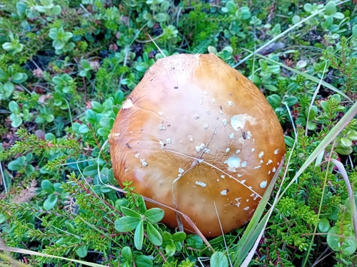 Fly Agaric