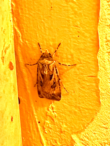 Brown Cutworm