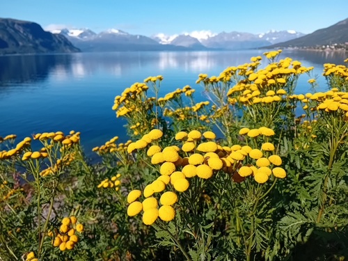 Common Tansy