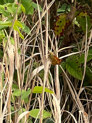 Woodland Skipper
