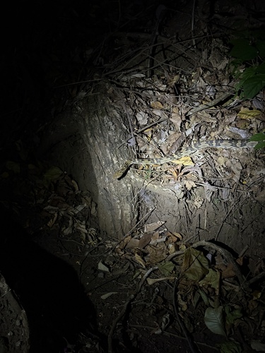 Central American Lyresnake
