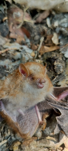 Lesser Hairy-winged Bat