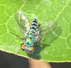 Condylostylus pruinosus