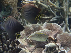 Chaetodon triangulum