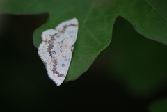 Cyclophora annularia