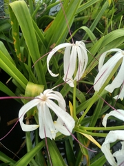 Crinum × amabile