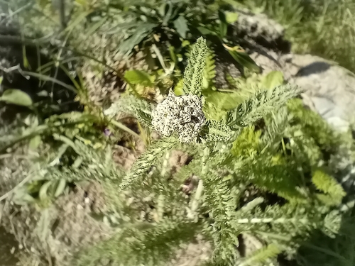 common yarrow