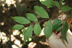 Pilidiostigma glabrum, photograph (c) O.Neate, some rights reserved (CC BY-SA)