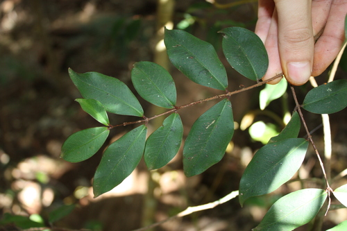 Pilidiostigma glabrum