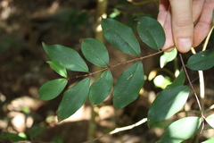 Pilidiostigma glabrum