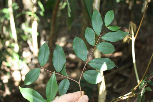 Pilidiostigma glabrum, photograph 2