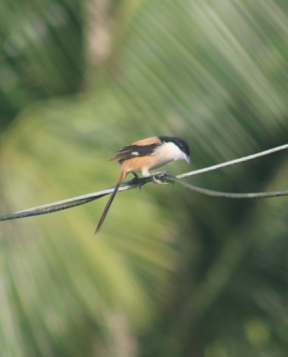 Long-tailed Shrike