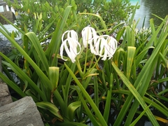 Crinum × amabile