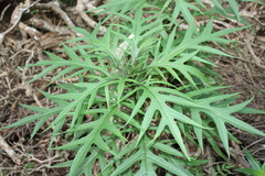 Solanum aviculare, photograph (c) O.Neate, some rights reserved (CC BY-SA)