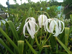 Crinum × amabile