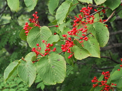 Viburnum furcatum