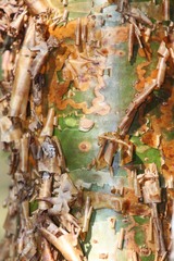 Commiphora guillauminii