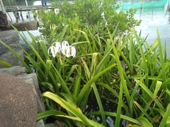 Crinum × amabile