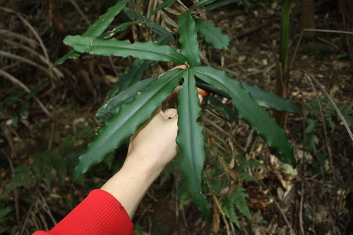 Syzygium ingens, photograph 3