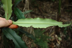 Syzygium ingens, photograph (c) O.Neate, some rights reserved (CC BY-SA)