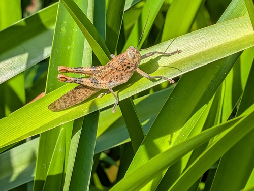 Giant Grasshopper