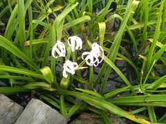 Crinum × amabile