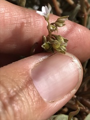 Claytonia parviflora viridis