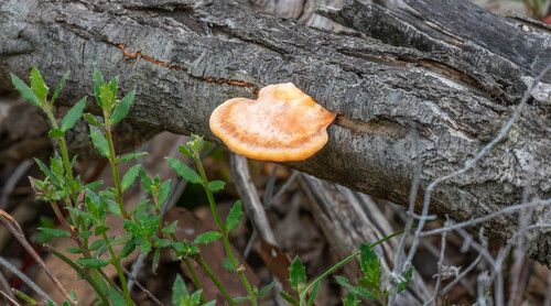 Southern Cinnabar Polypore