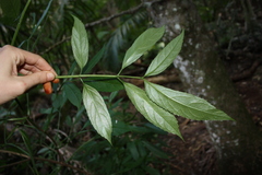 Sambucus australasica, photograph (c) O.Neate, some rights reserved (CC BY-SA)