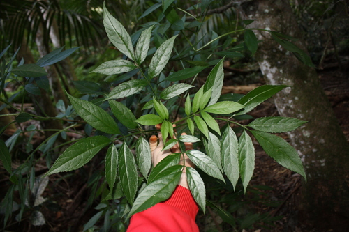 Sambucus australasica, photograph 2