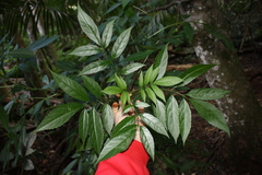 Sambucus australasica, photograph (c) O.Neate, some rights reserved (CC BY-SA)