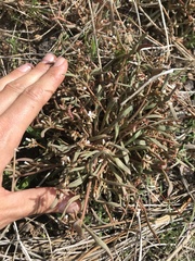Claytonia parviflora viridis