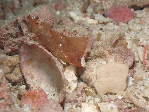 Ablabys taenianotus observed 2026-08-06
