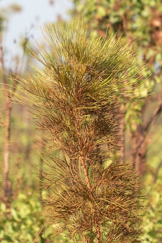 Darwin Silky Oak