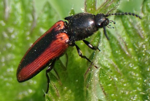 black-centered click beetle, photo 4 of 10