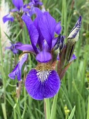 Iris sanguinea