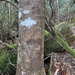 Acacia decurrens