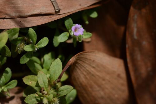 Limnophila fragrans observed 2026-08-13