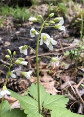 Cardamine maxima