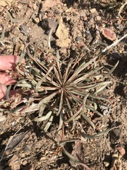 Claytonia parviflora viridis