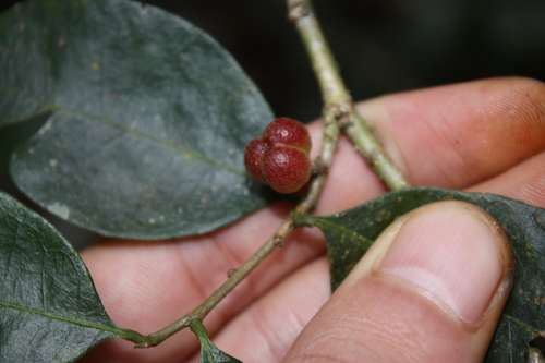 Cleistanthus cunninghamii, photograph 6