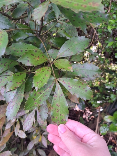 Pseudopanax discolor, photograph 5
