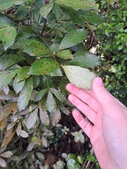 Pseudopanax discolor, photograph (c) Lauren H, some rights reserved (CC BY-SA)