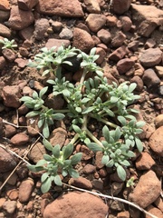 Nama californica