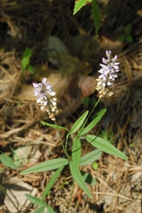 Orbexilum pedunculatum