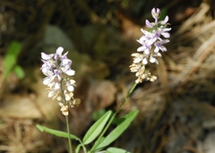 Orbexilum pedunculatum