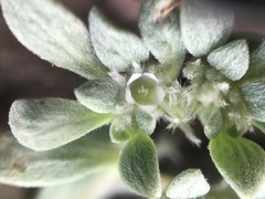 Nama californica