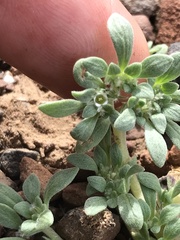 Nama californica